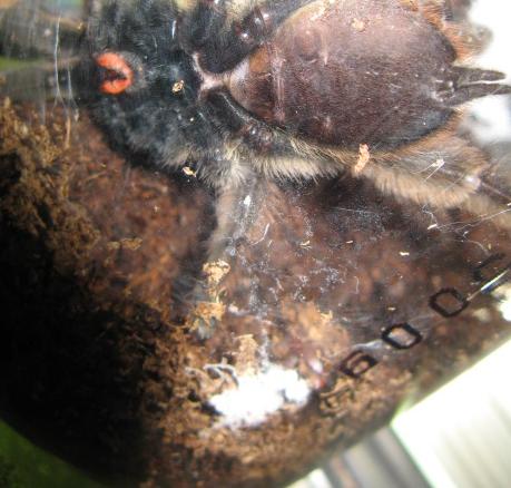 Please sex P. cambridgei!