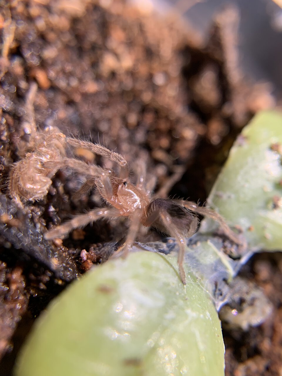 Plesiopelma sp. Bolivia 1/3” dls