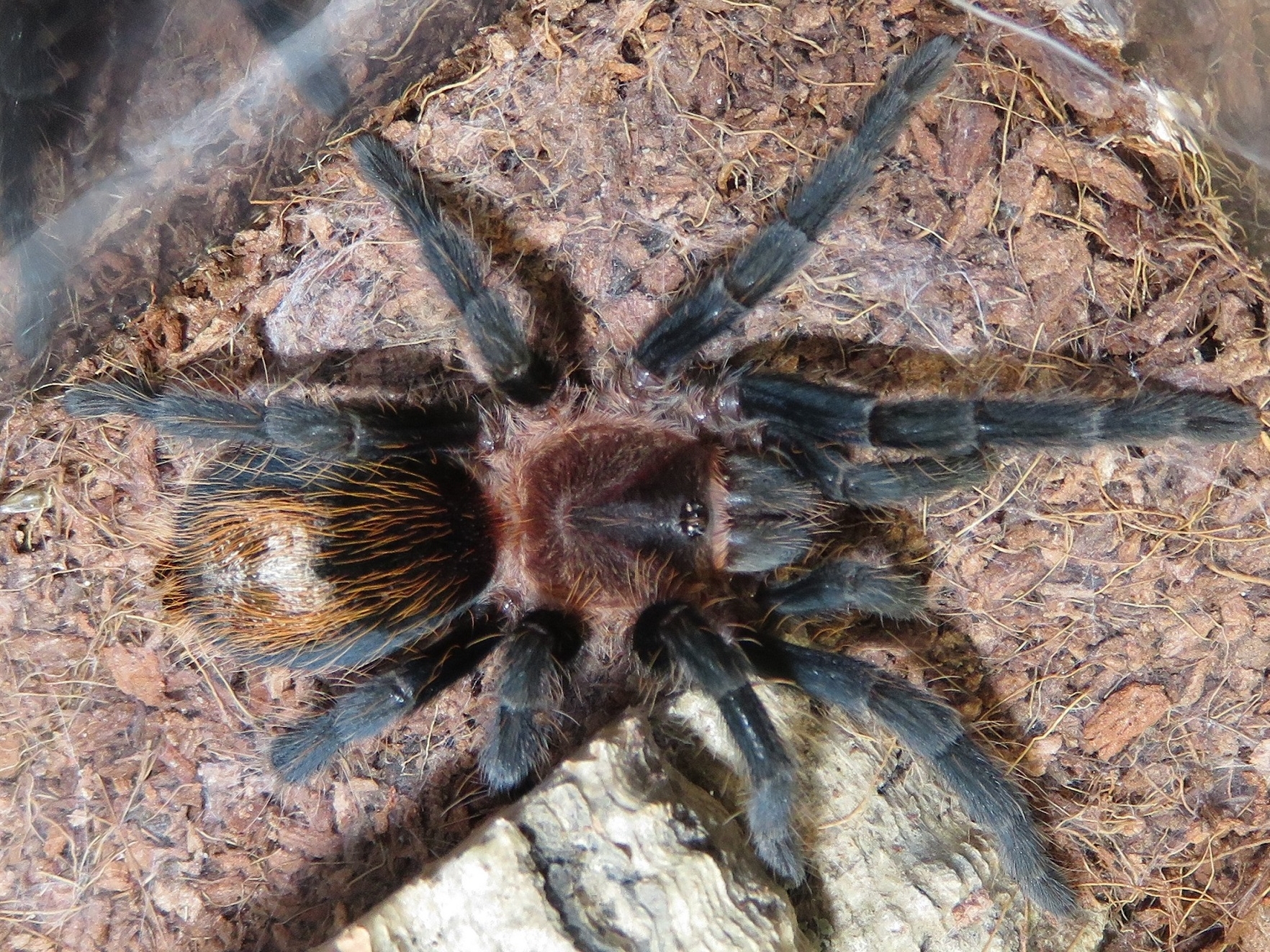 Plesiopelma sp. 'Bolivia',