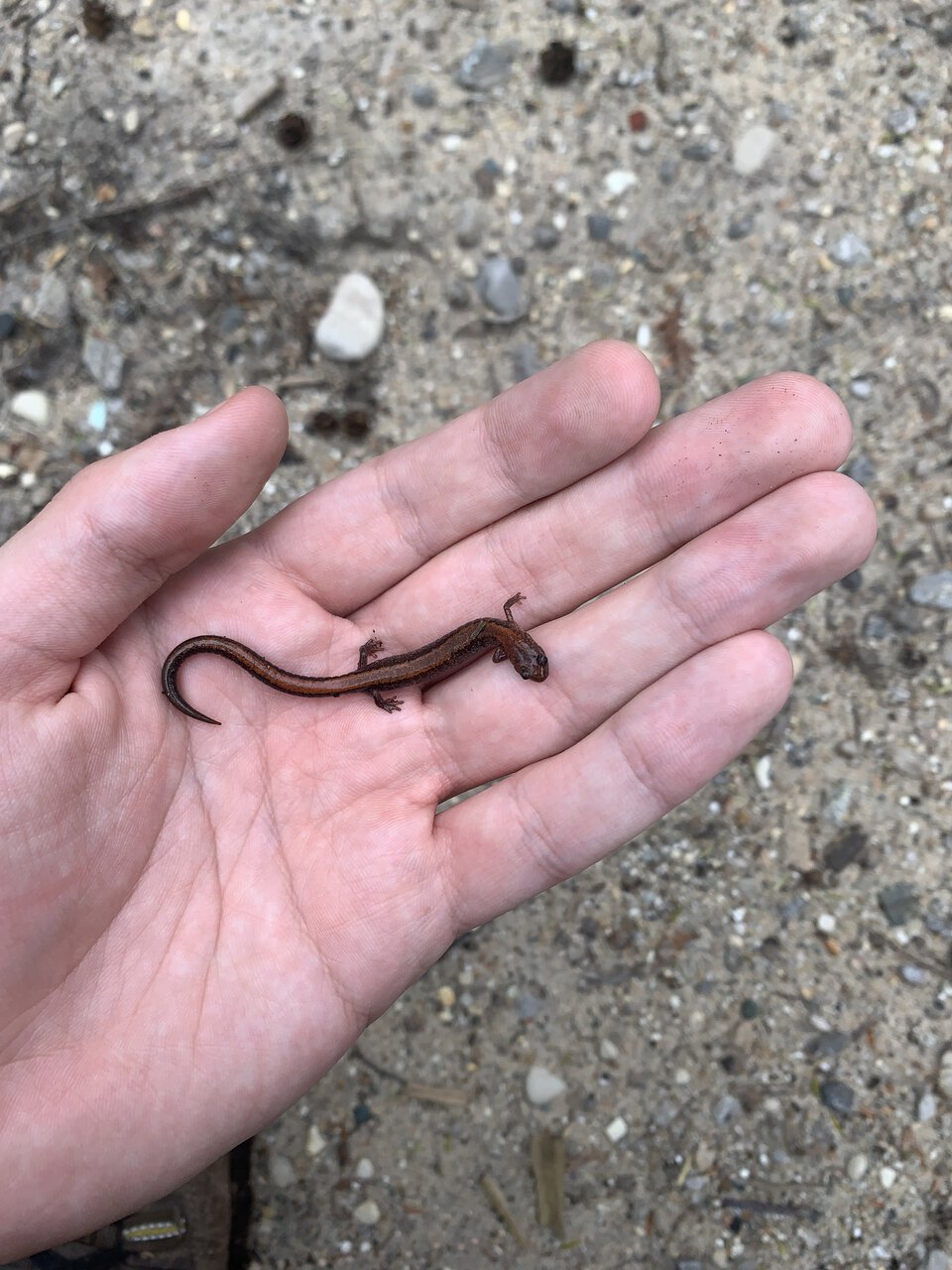 Plethodon cinereus