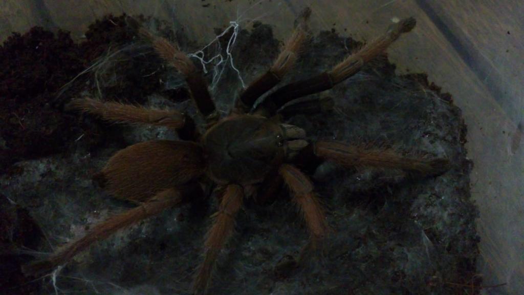 Pls Help Me To Identify This Tarantula