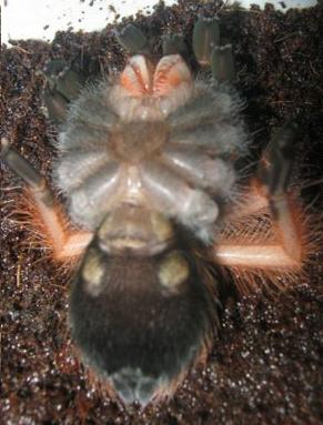 Pls Sex Brachypelma Emilia Asap