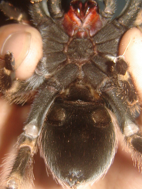 pls sex my smithi