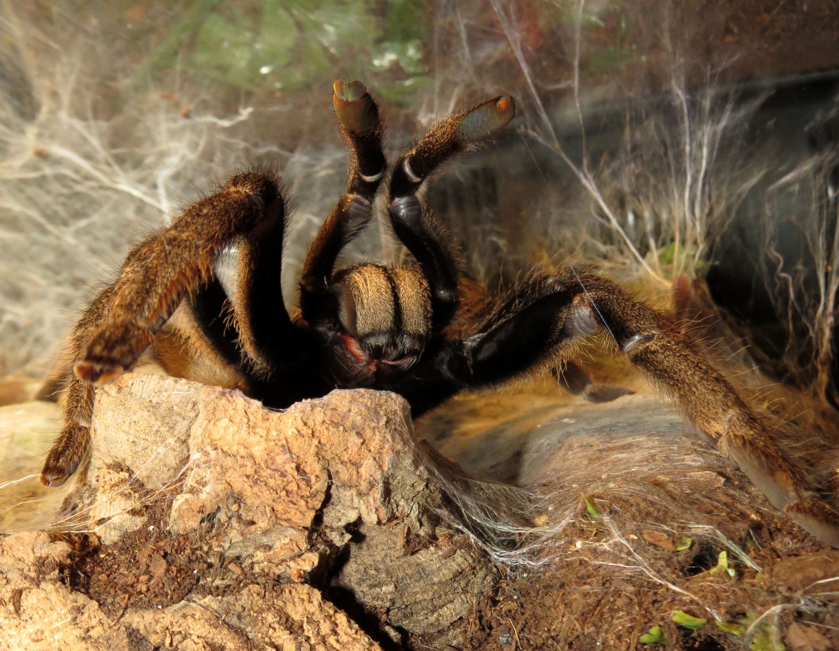 PMS (♀ Ceratogyrus marshalli 5")