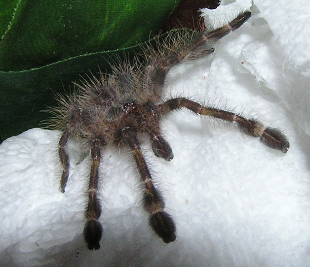 Poeceliotheria rufilata sling