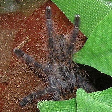 Poeceliotheria rufilata sling