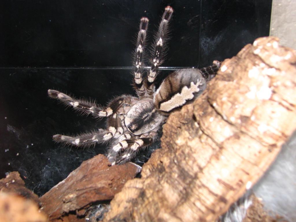 Poecilitheria Regalis