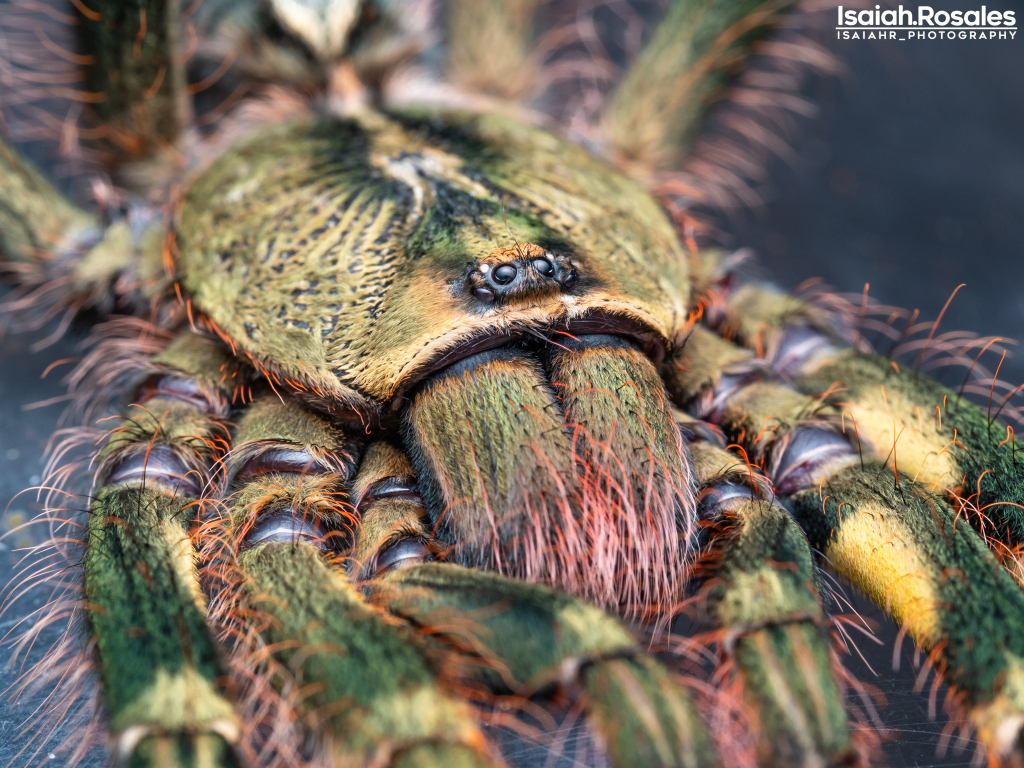 Poecilothera ornata | Arachnoboards