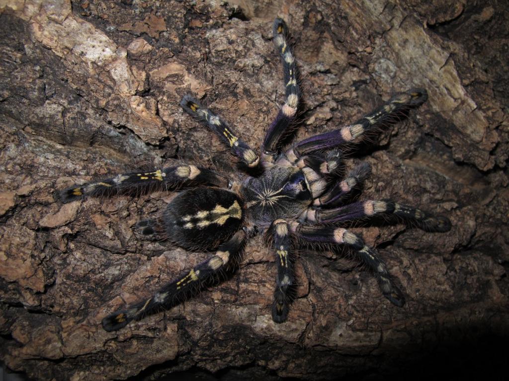 Poecilotheria　subfusca high