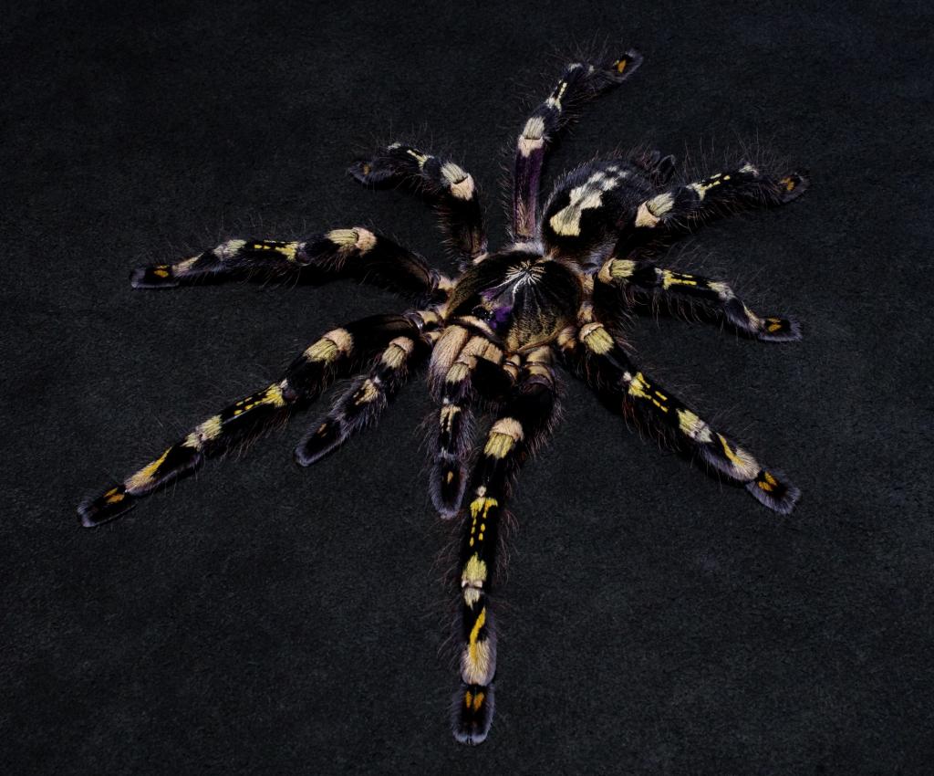 Poecilotheria　subfusca high