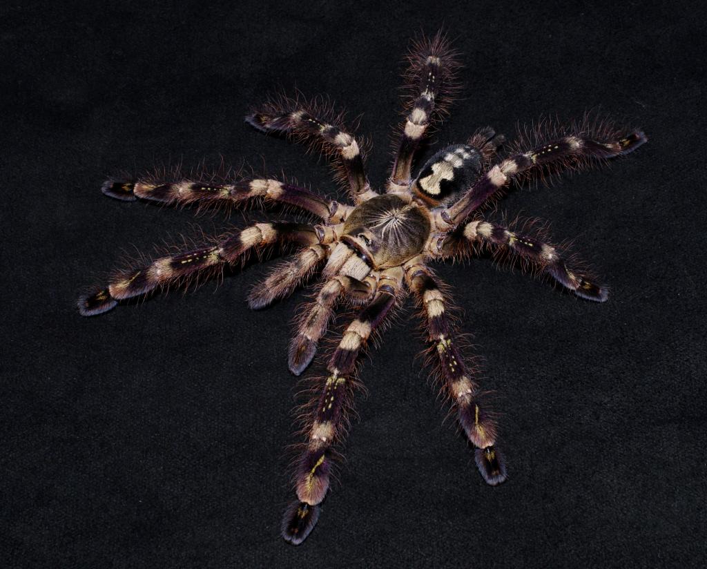 Poecilotheria　subfusca low