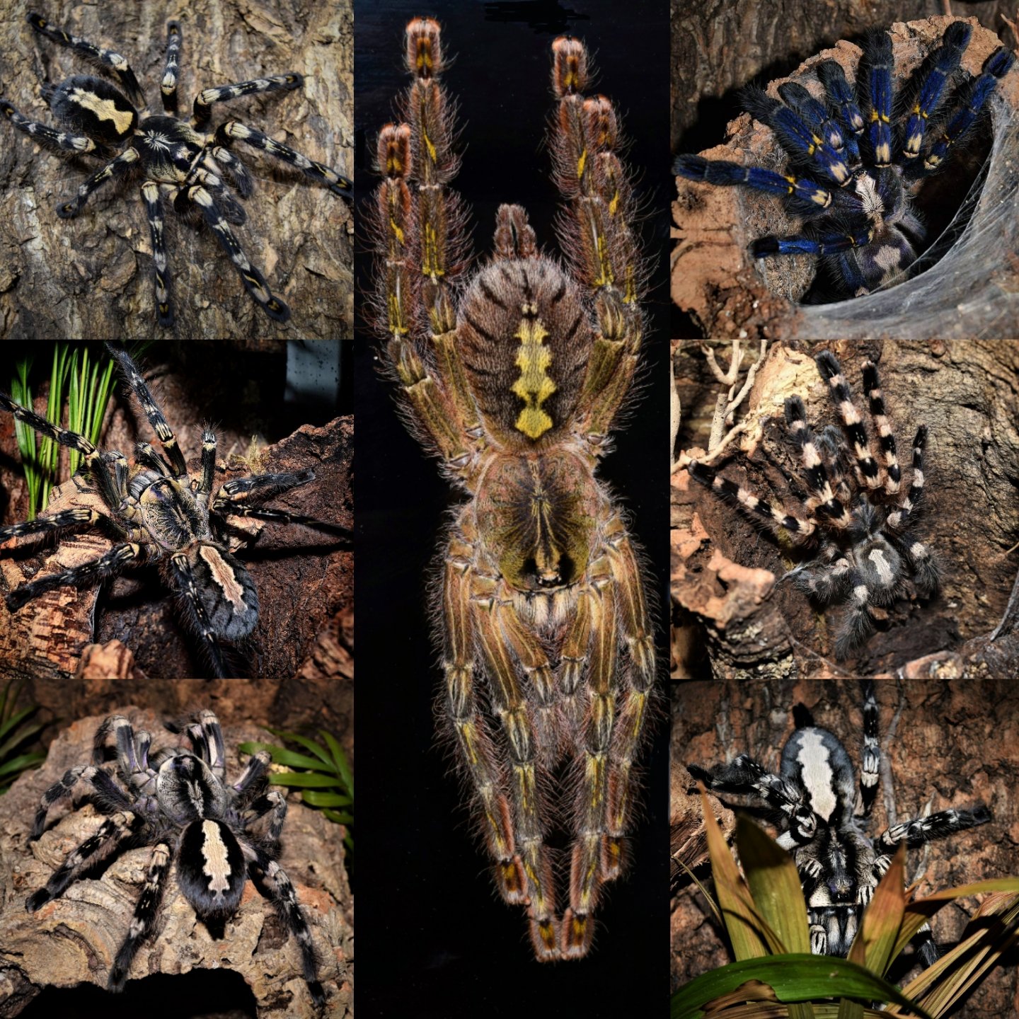 Poecilotheria collage