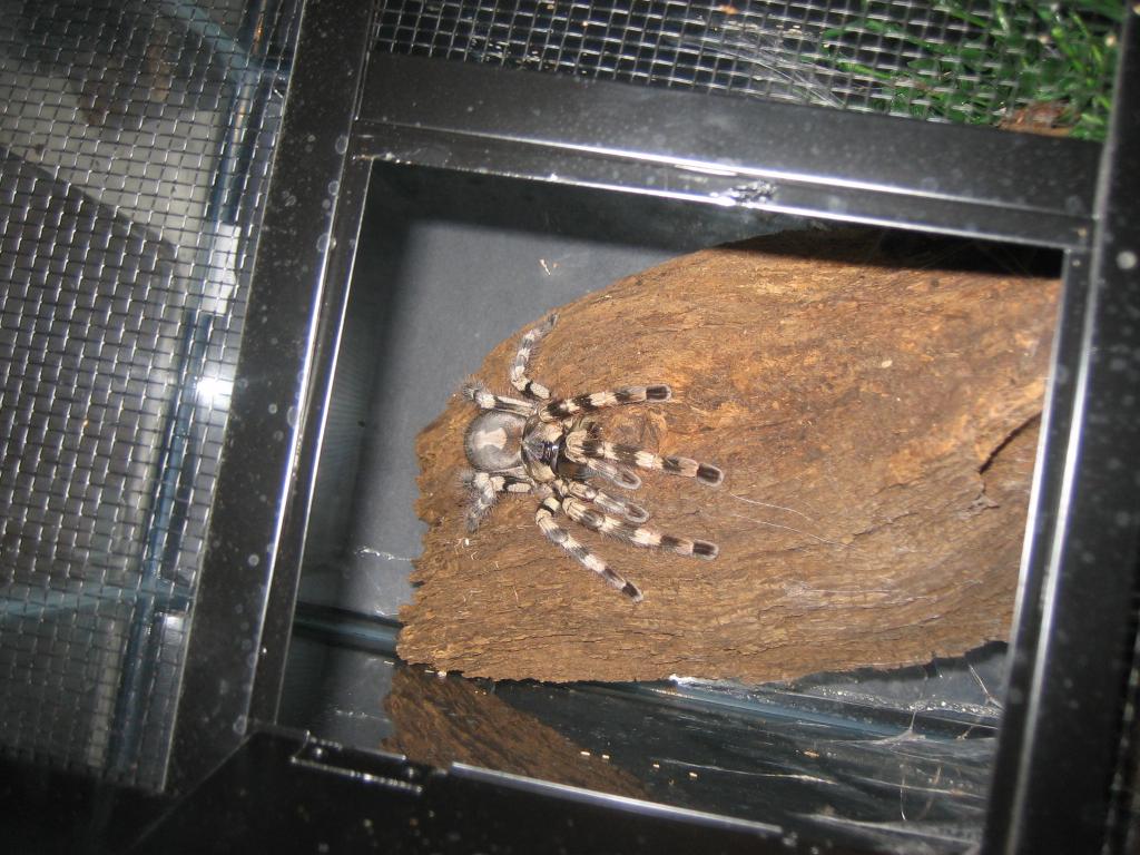 Poecilotheria Fasciata