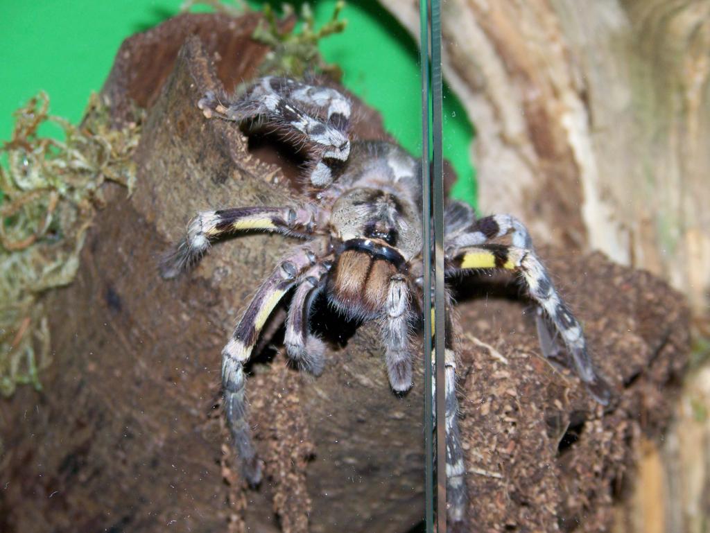 Poecilotheria Fasciata