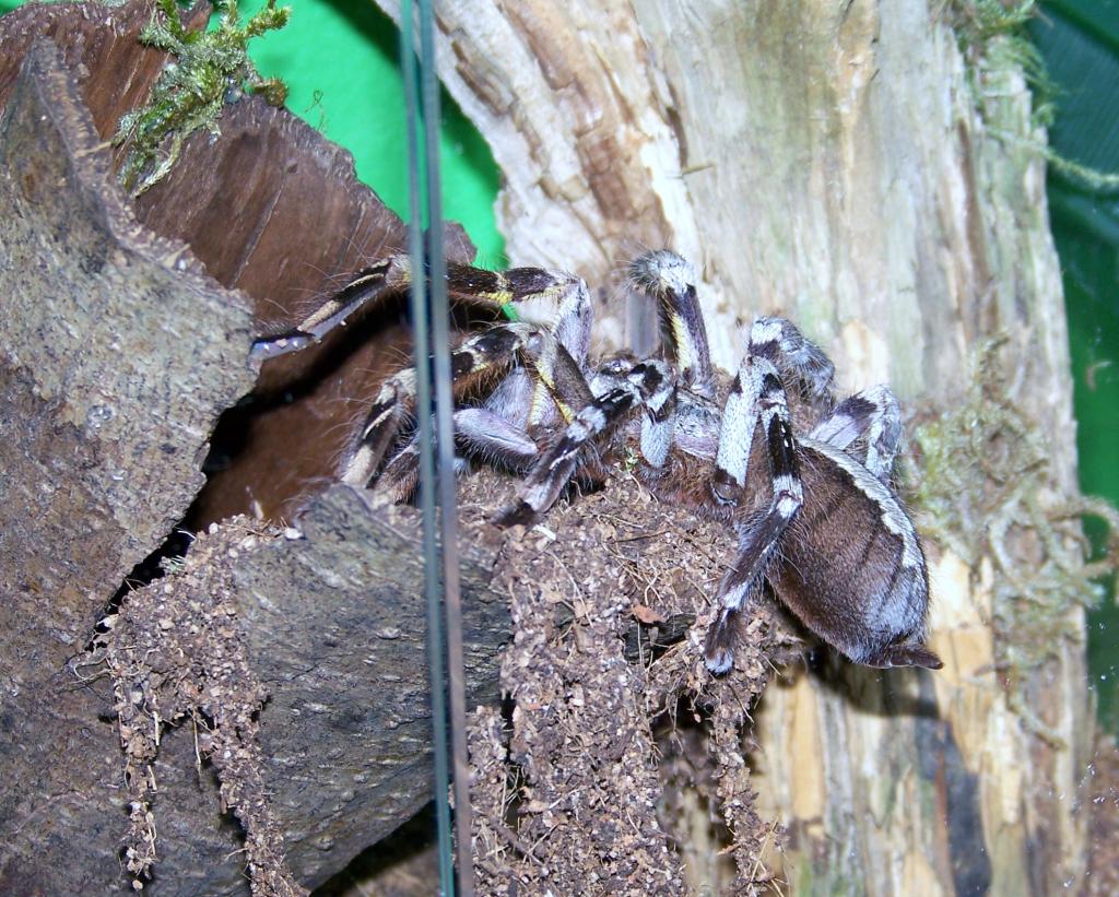 Poecilotheria Fasciata