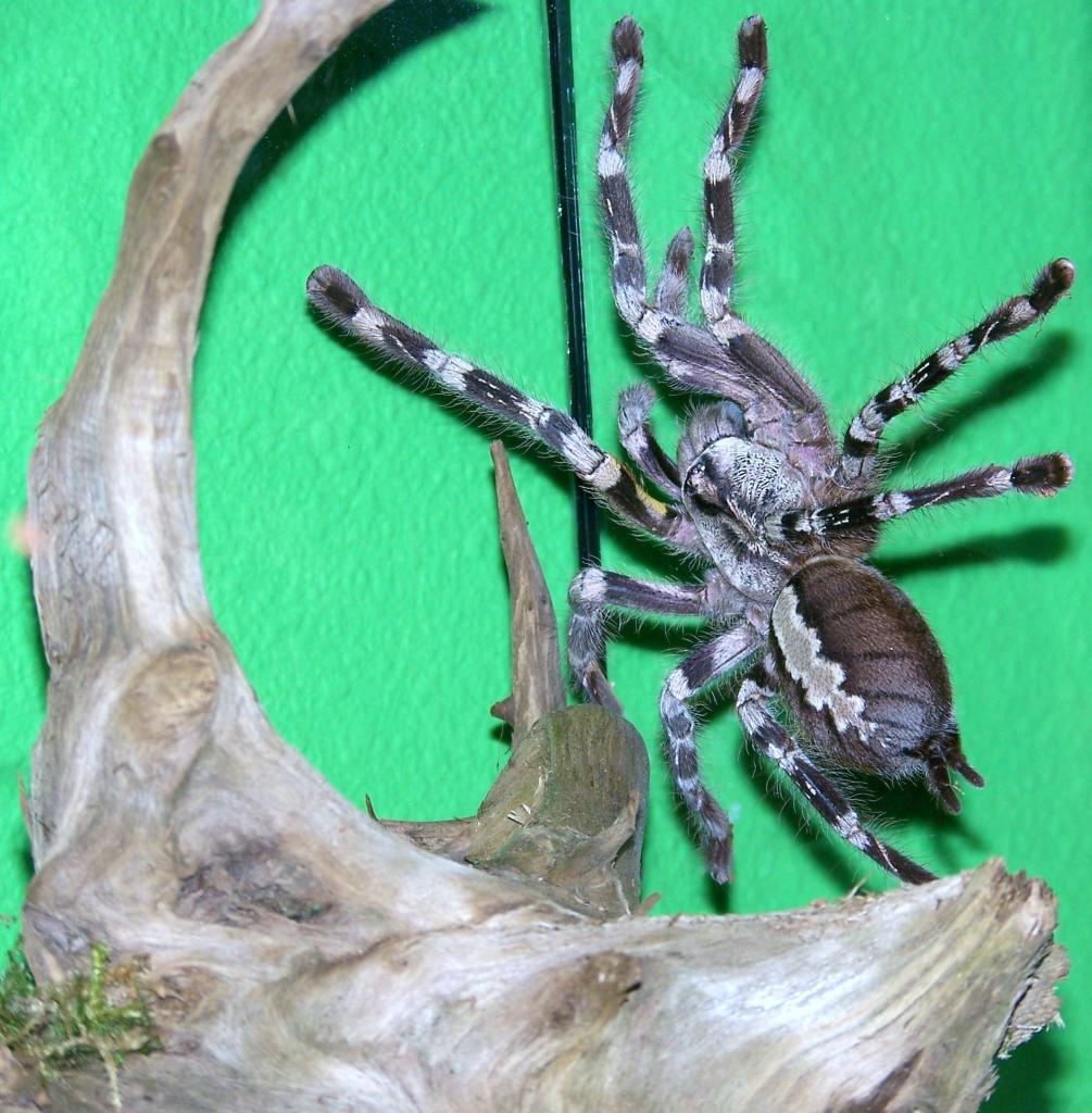 Poecilotheria Fasciata