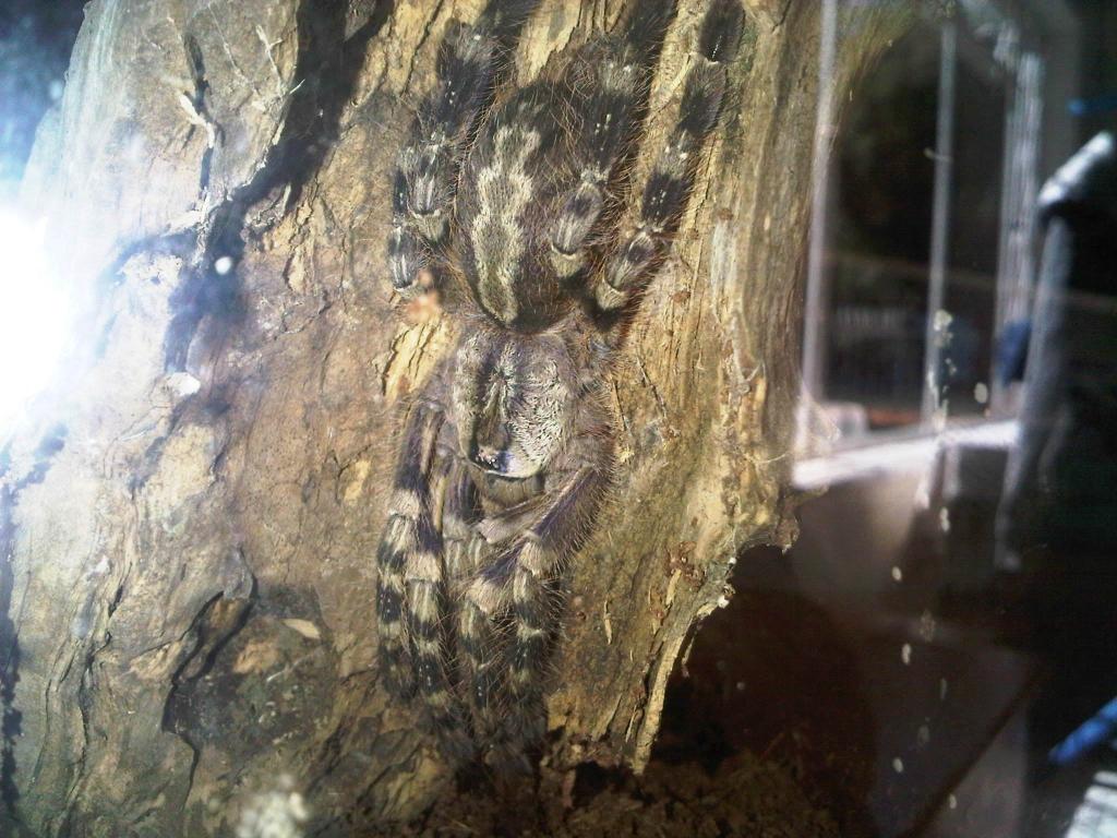 Poecilotheria Fasciata