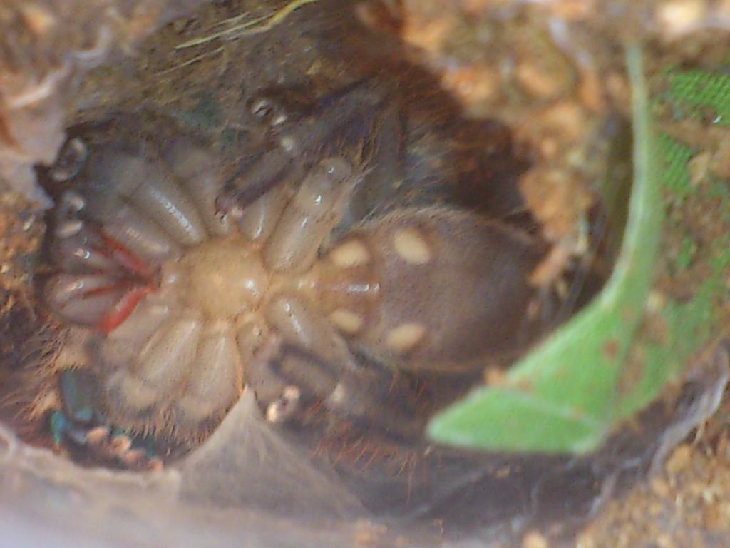 Poecilotheria Fasciata