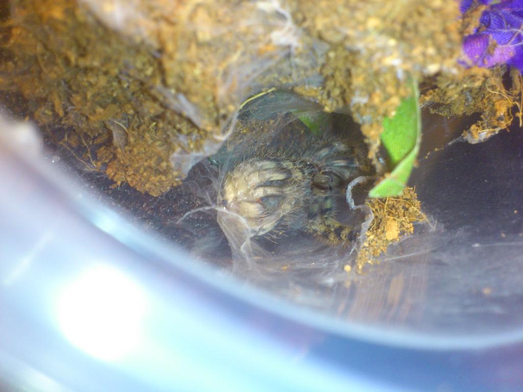 Poecilotheria Fasciata