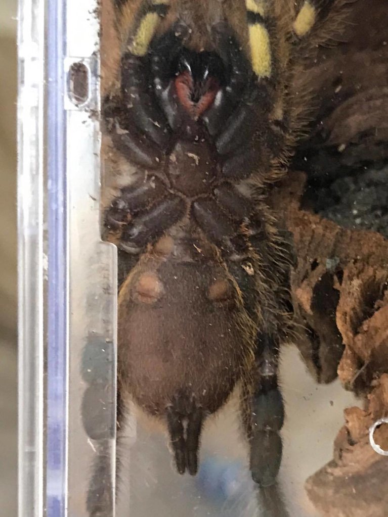 Poecilotheria fasciata