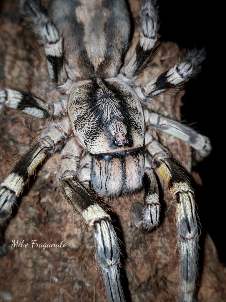 Poecilotheria fasciata