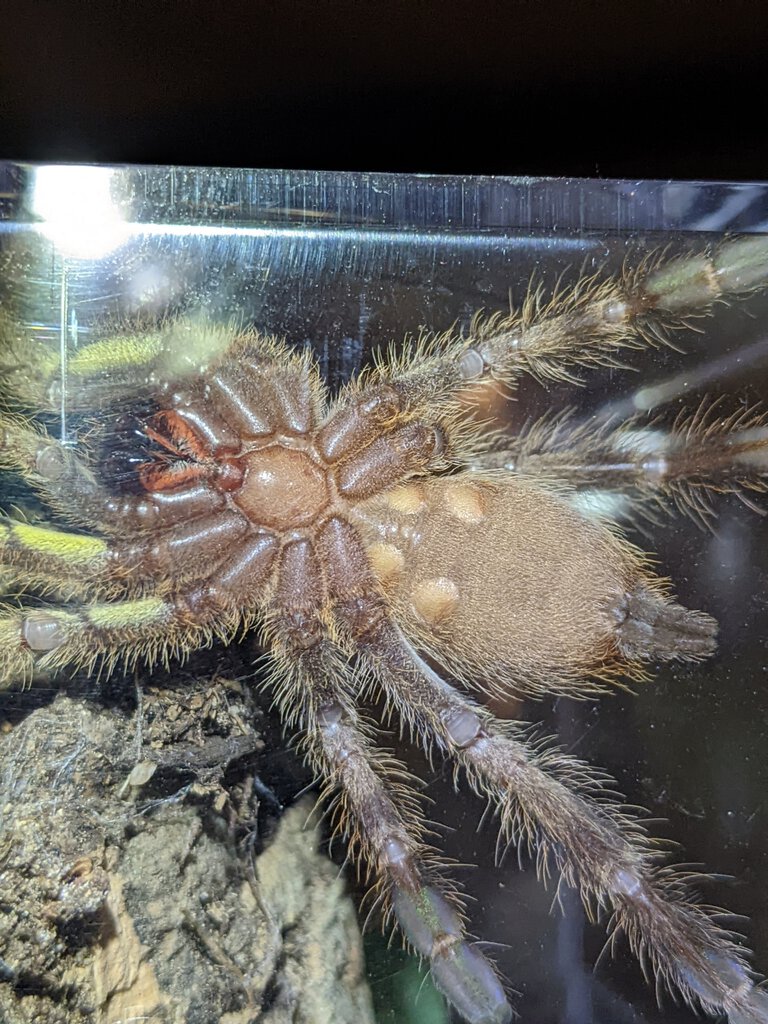 Poecilotheria fasciata