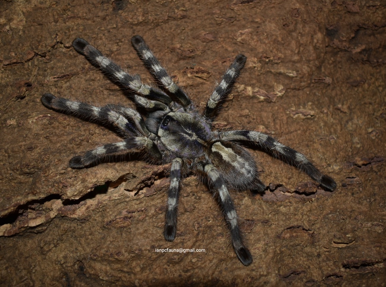 Poecilotheria formosa - 0.1