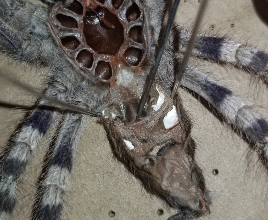 Poecilotheria Formosa, female?