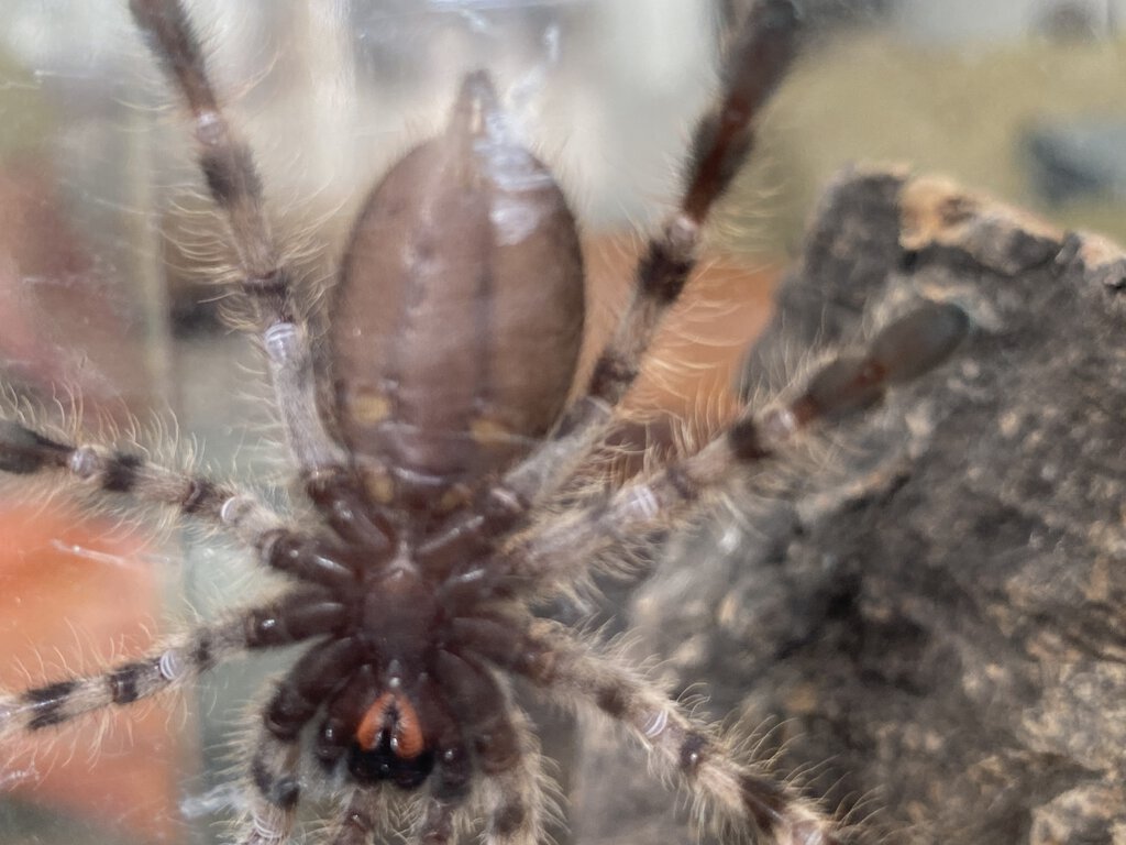 Poecilotheria Formosa Male or Female?