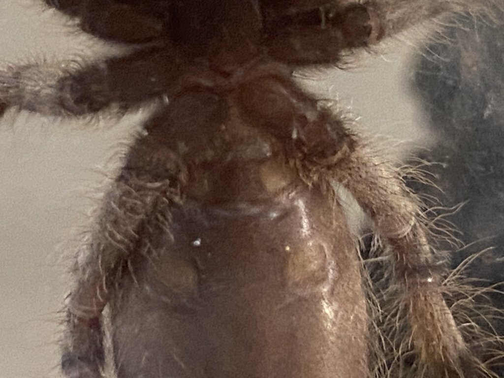 Poecilotheria Formosa male or female