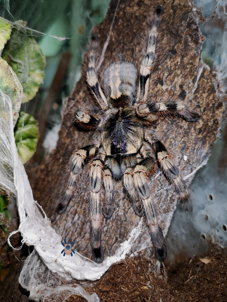 Poecilotheria formosa (Salem Ornamental)