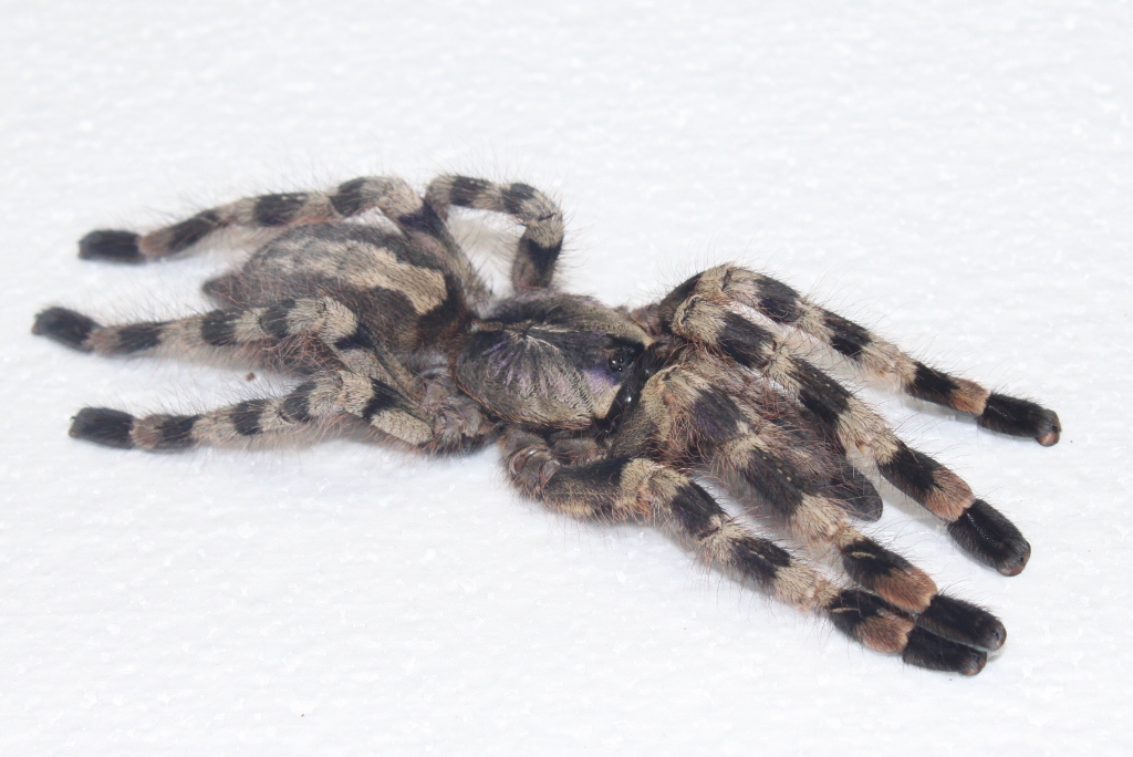 Poecilotheria formosa