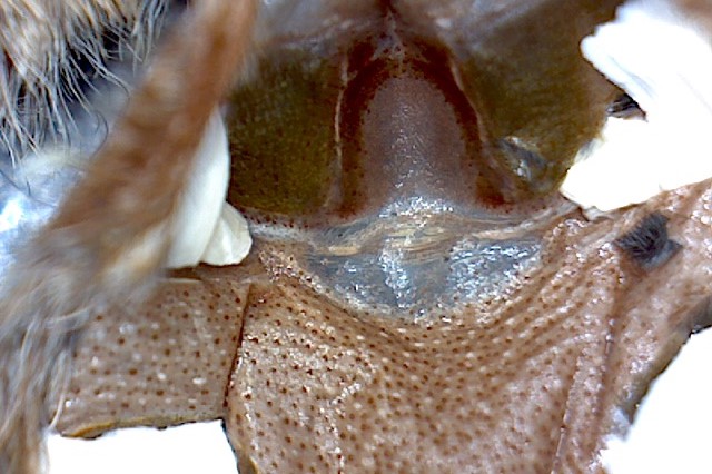 Poecilotheria Formosa