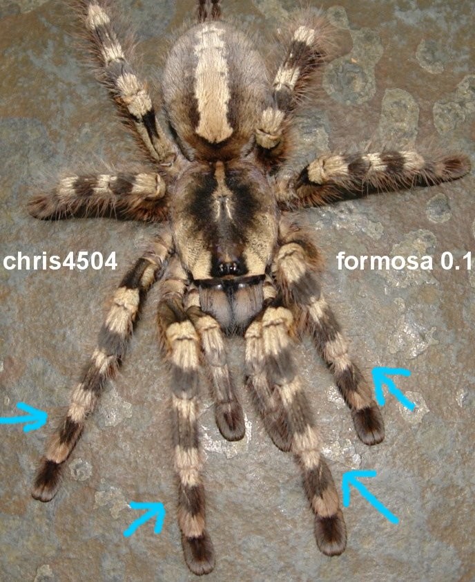 Poecilotheria formosa