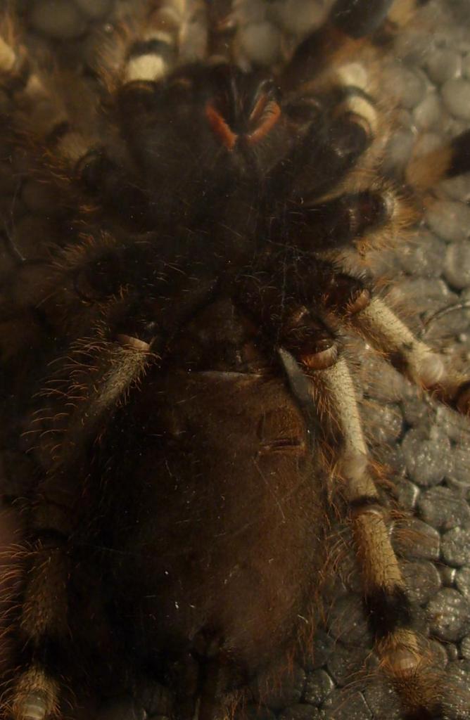 Poecilotheria formosa