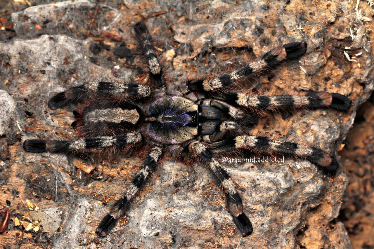 Poecilotheria formosa.