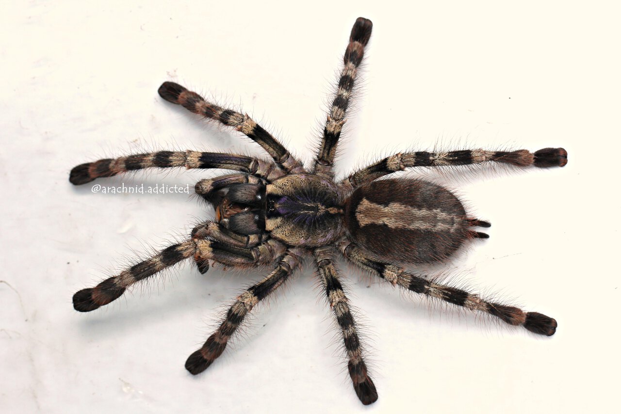 Poecilotheria formosa.