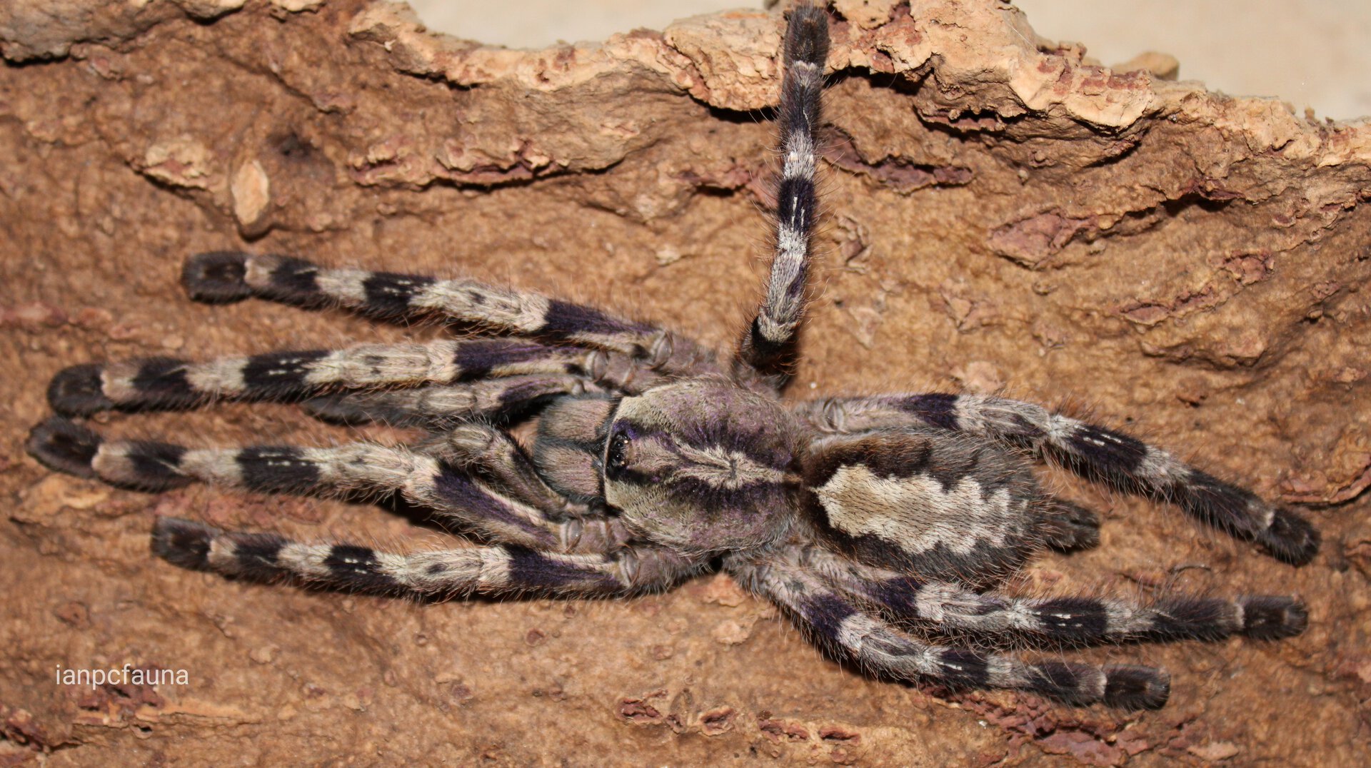 Poecilotheria hanumavilasumica - 0.1