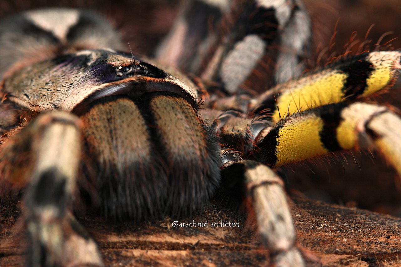 Poecilotheria hanumavilasumica.