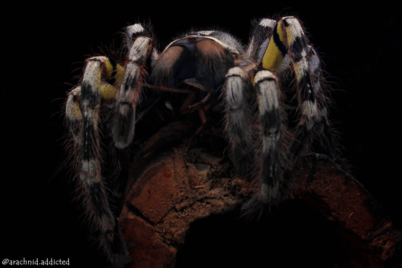 Poecilotheria hanumavilasumica.