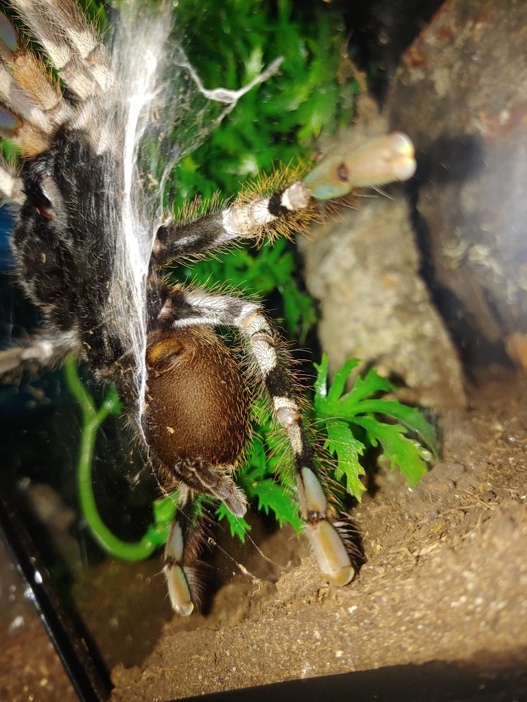 Poecilotheria ID [4/4]