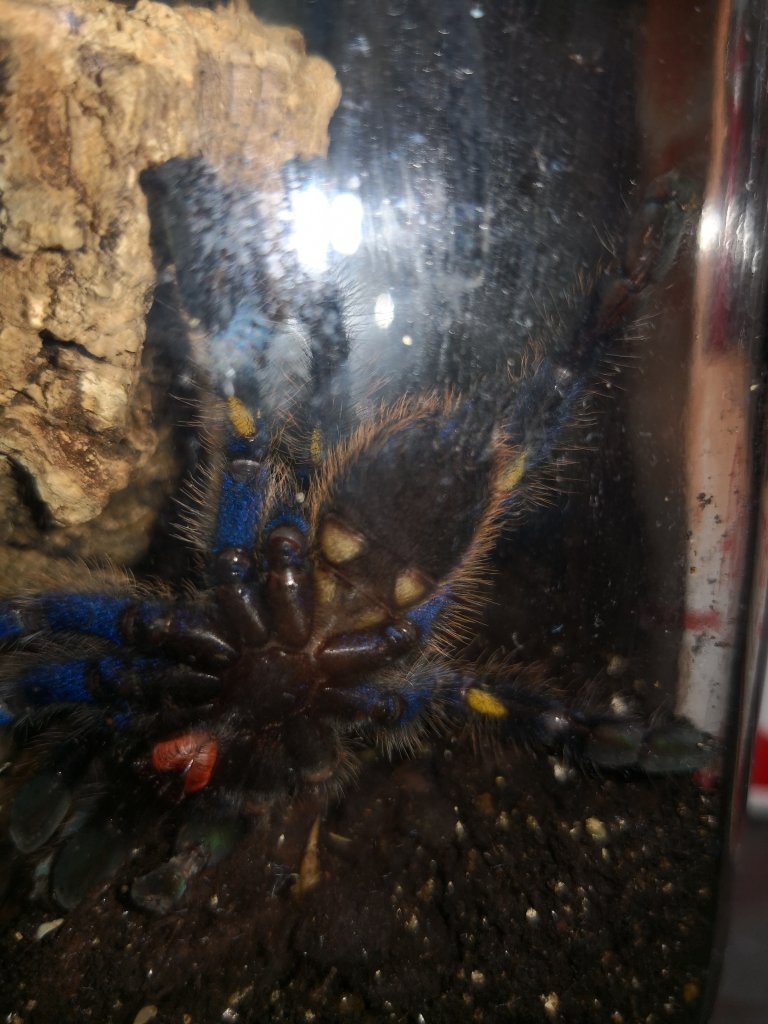 Poecilotheria matallica