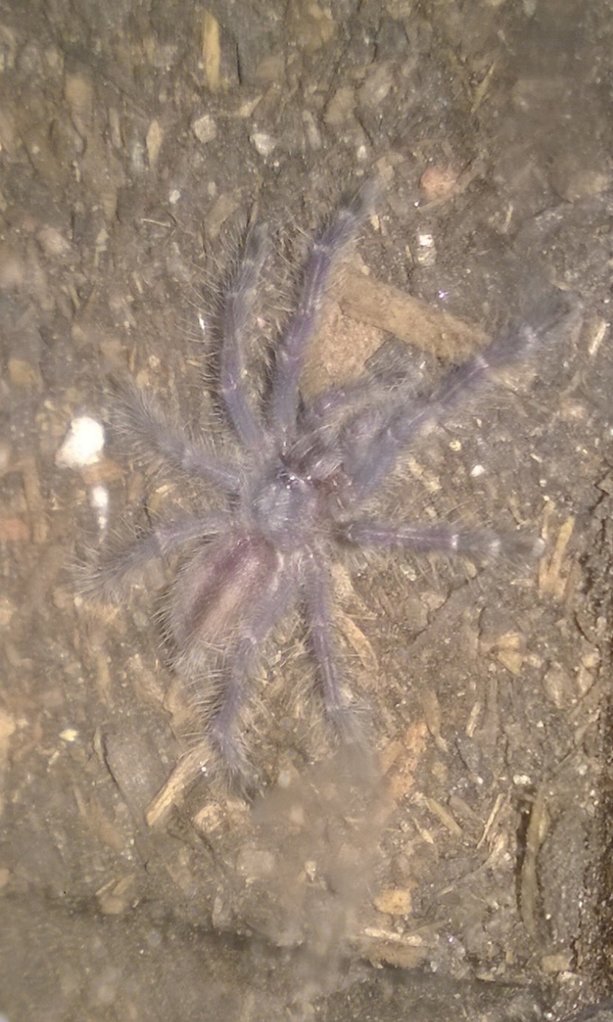 Poecilotheria metalica