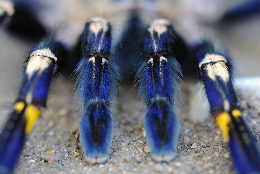 Poecilotheria metallica “Pedipalps View”