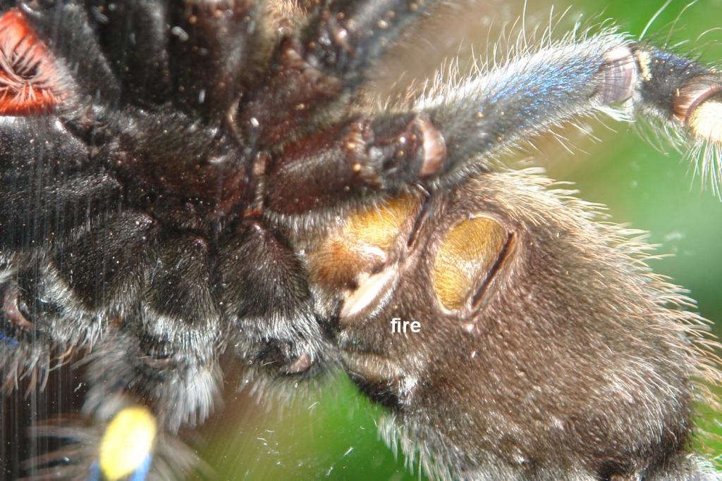 poecilotheria metallica 0.1