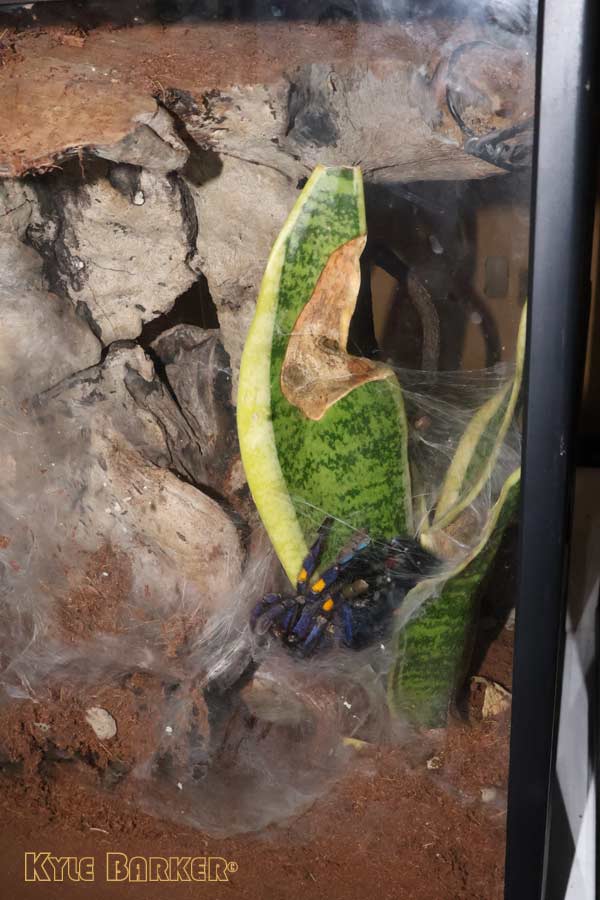 Poecilotheria-metallica-1-01.jpg