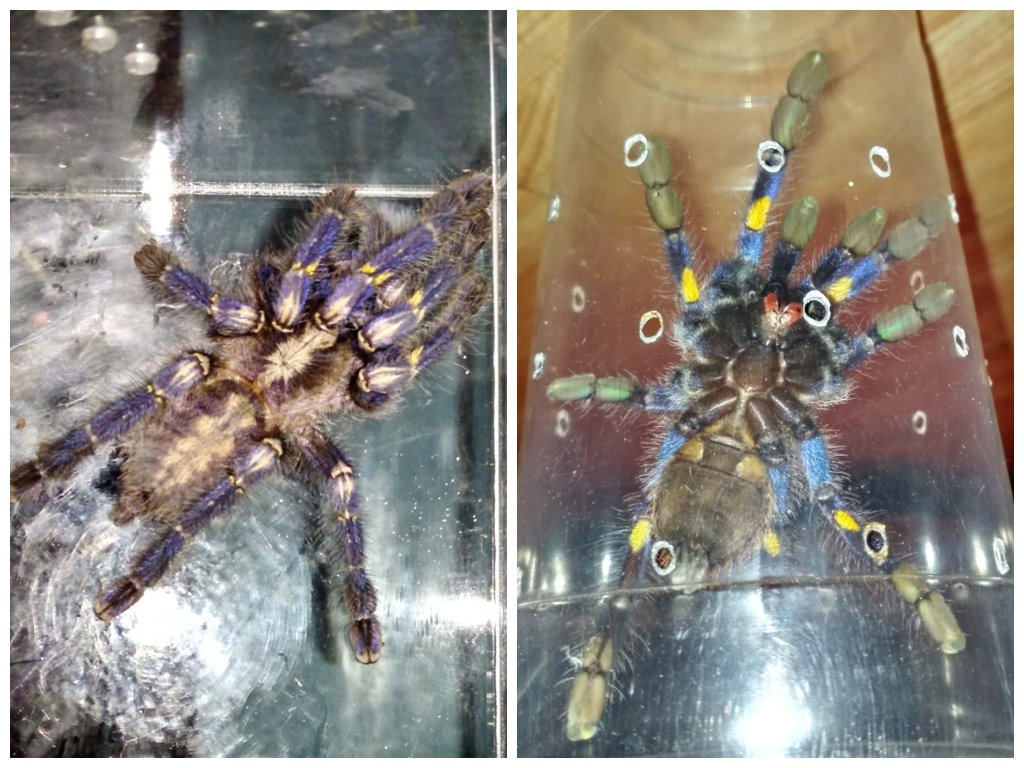 Poecilotheria metallica #1