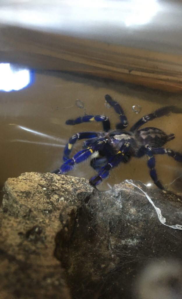 Poecilotheria metallica [2/2]