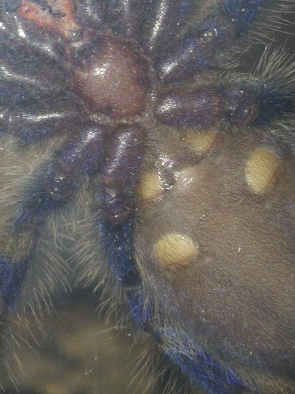 Poecilotheria metallica 2"dls