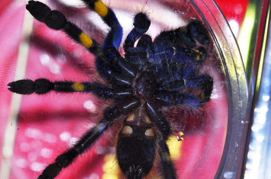 Poecilotheria Metallica 2 Male Or Female?